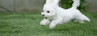 TEST DEL PERRITO