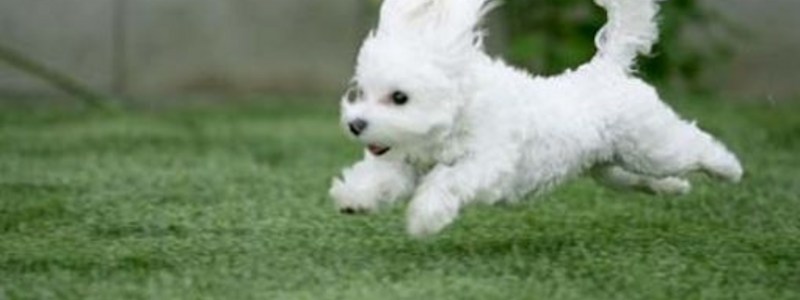 TEST DEL PERRITO