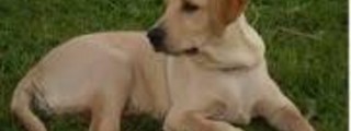 cuantos sabes sobre los perros