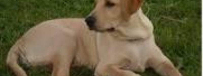 cuantos sabes sobre los perros