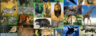 ¿Que animal eres?