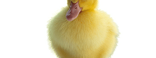 ¿Que tipo de pato eres?