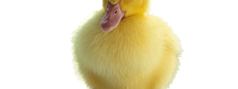 ¿Que tipo de pato eres?