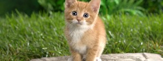 Que animal eres en realidad