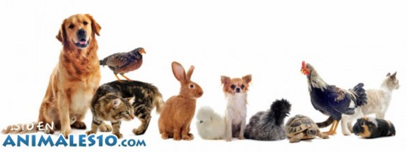 Que animal eres .......