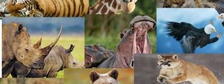 que animal eres? 