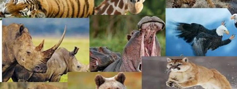 que animal eres? 