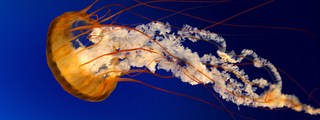 saber de test