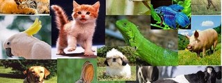 como eres a través de los animales.