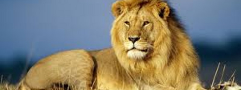 ¿Que animal eres tu?