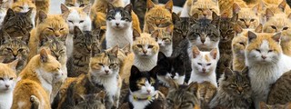 que tipo de gato eres ?