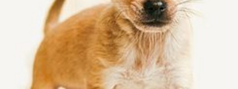 Que clase de perro eres?