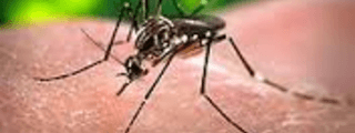 ¿Qué debo saber sobre el ZIKA?