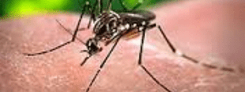 ¿Qué debo saber sobre el ZIKA?
