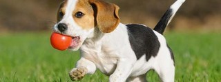 Que raza de perro eres