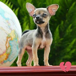 Cada cuanto German cambia de casa? - Que tan bien conoces a German Garmendia