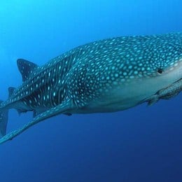 &iquest;Cu&aacute;ntos dientes tiene el Tibur&oacute;n Ballena? - &iquest;Cu&aacute;nto sabes sobre los animales?