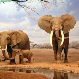 &iquest;Cu&aacute;ntos a&ntilde;os vive aproximadamente un elefante? - &iquest;Cu&aacute;nto sabes sobre los animales?