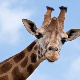 &iquest;Cu&aacute;l de las siguientes afirmaciones sobre la Jirafa es falsa? - &iquest;Cu&aacute;nto sabes sobre los animales?