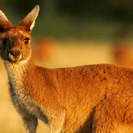 El Canguro Rojo que habita en Australia, puede dar un salto de... - &iquest;Cu&aacute;nto sabes sobre los animales?