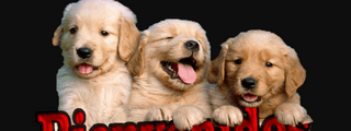 Si eres un bult dog ganas! Contesta las preguntas test!