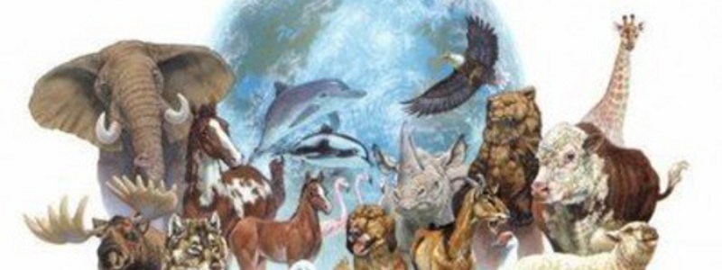 que tanto sabes de animales