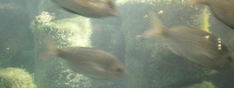 cuanto sabes de peces