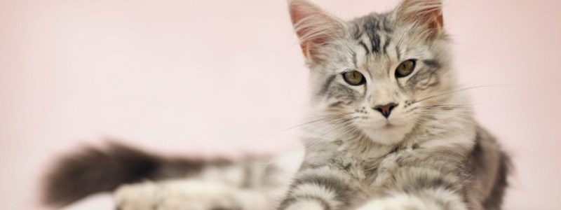 Que eres gato o perro 
