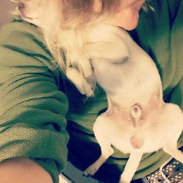 Como se llama el perro de Guido?  - Cuanto sabes de los Sardelli