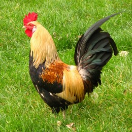 Si un gallo pone un huevo en una monta&ntilde;a y el viento lo mueve, &iquest;a d&oacute;nde cae el huevo? - &iquest;Qu&eacute; tan INTELIGENTE eres?