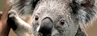 QUE TAN PERRUNO ERES