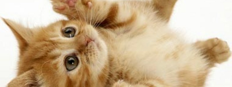 ¿Que raza de gato eres?