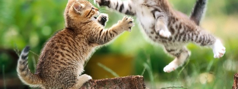 ¿Que animal eres?