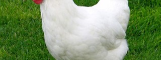 test de la gallina tululeca