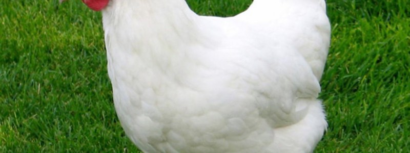 test de la gallina tululeca