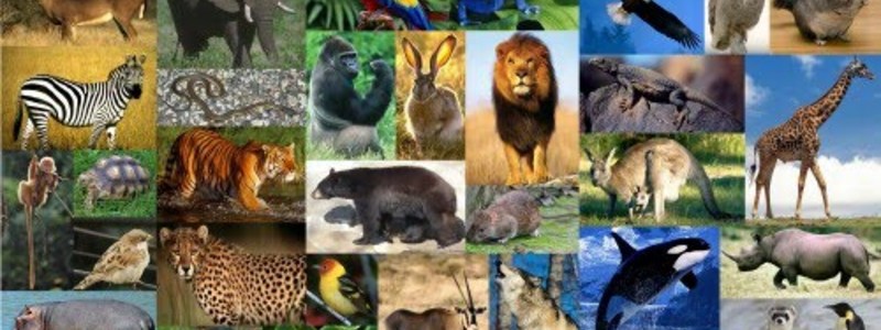 Que Animal Eres 