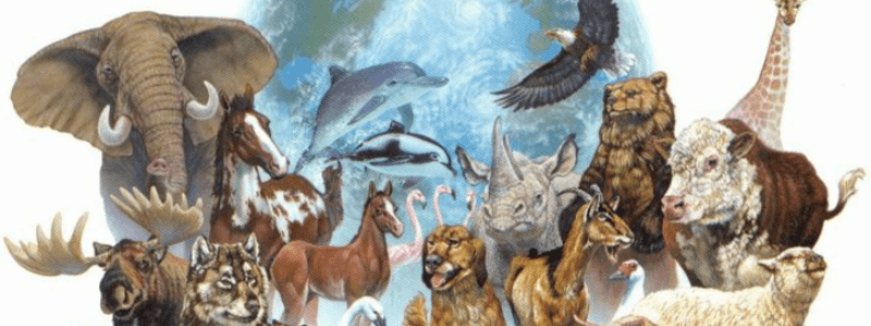 Test cual es tu animal 