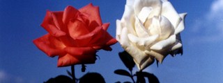 eres rosa blanca o roja