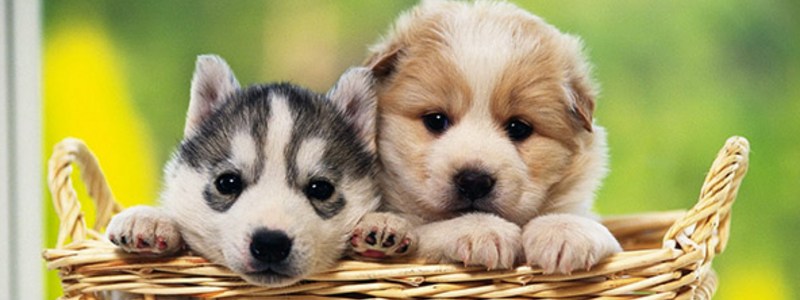 Eres un perro tierno o no