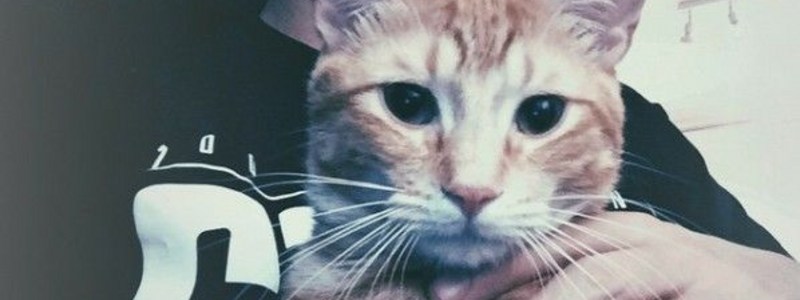 Wilson *El gato de Elrubiusomg*