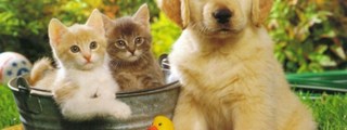 ¿Eres perro o gato?