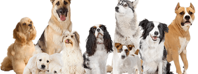 cual es mi perro ideal 