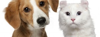 que eres perro o gato