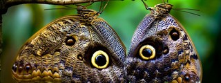 Characteristics of living things