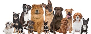 Cual animal eres segun tu personalidad