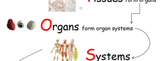 ORGANS AND SYSTEMS