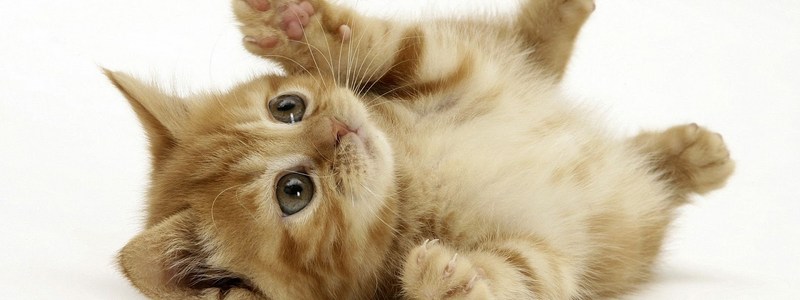 QUE TIPO DE GATITO ERES?