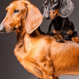 Como se llaman sus perritas? - como son los polinesios