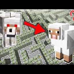 que pasa si pones a un lobo y a una oveja en un laberinto? - ERES UN PRO UN NOOB EN MINECRAFT?