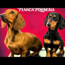 Como se llaman sus mascotas  - Que tanto sabes de "los polinesios"